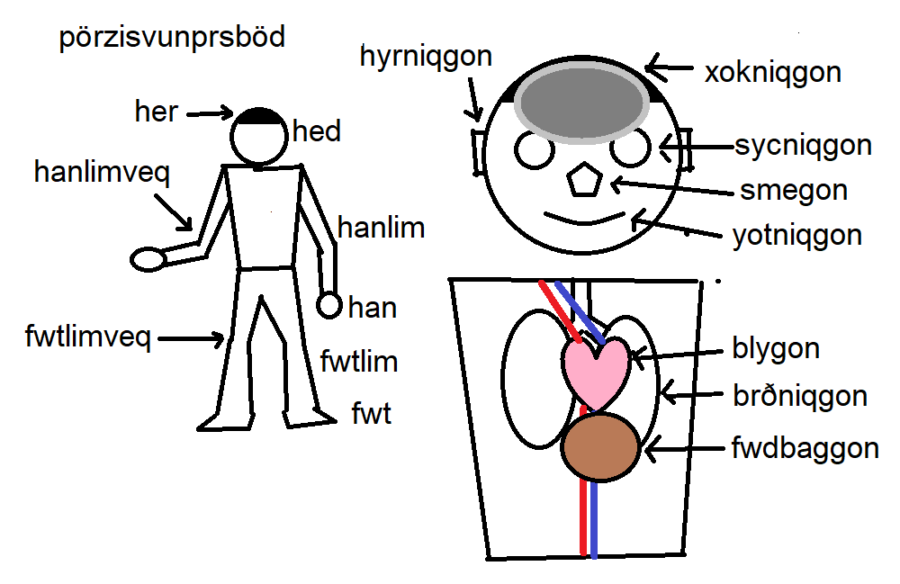 v0tgil body parts